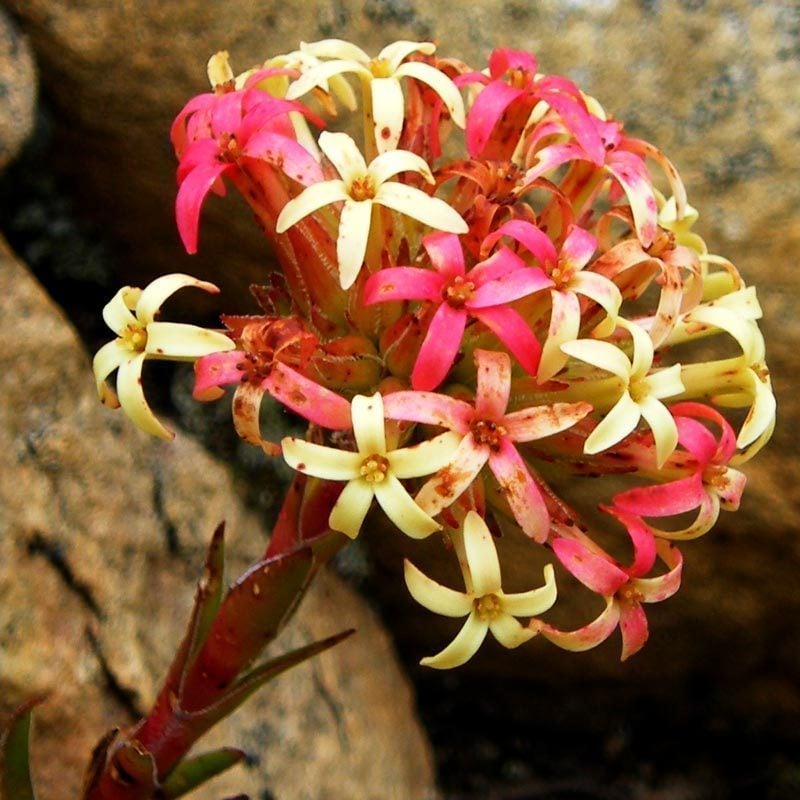 Crassula fascularis sukulent bitki