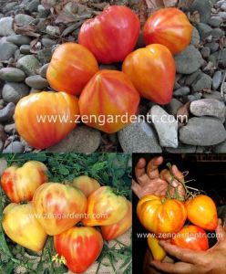 Turuncu Rus domatesi tohumu orange russian tomato geleneksel