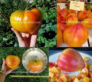 Turuncu Rus domatesi tohumu orange russian tomato geleneksel
