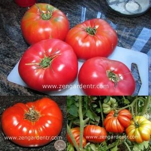 Coustralee domates tohumu fransız domatesi geleneksel