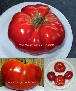 Coustralee domates tohumu fransız domatesi geleneksel