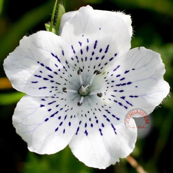 Çilli nemophila tohumu freckles kartaneleri çiçeği