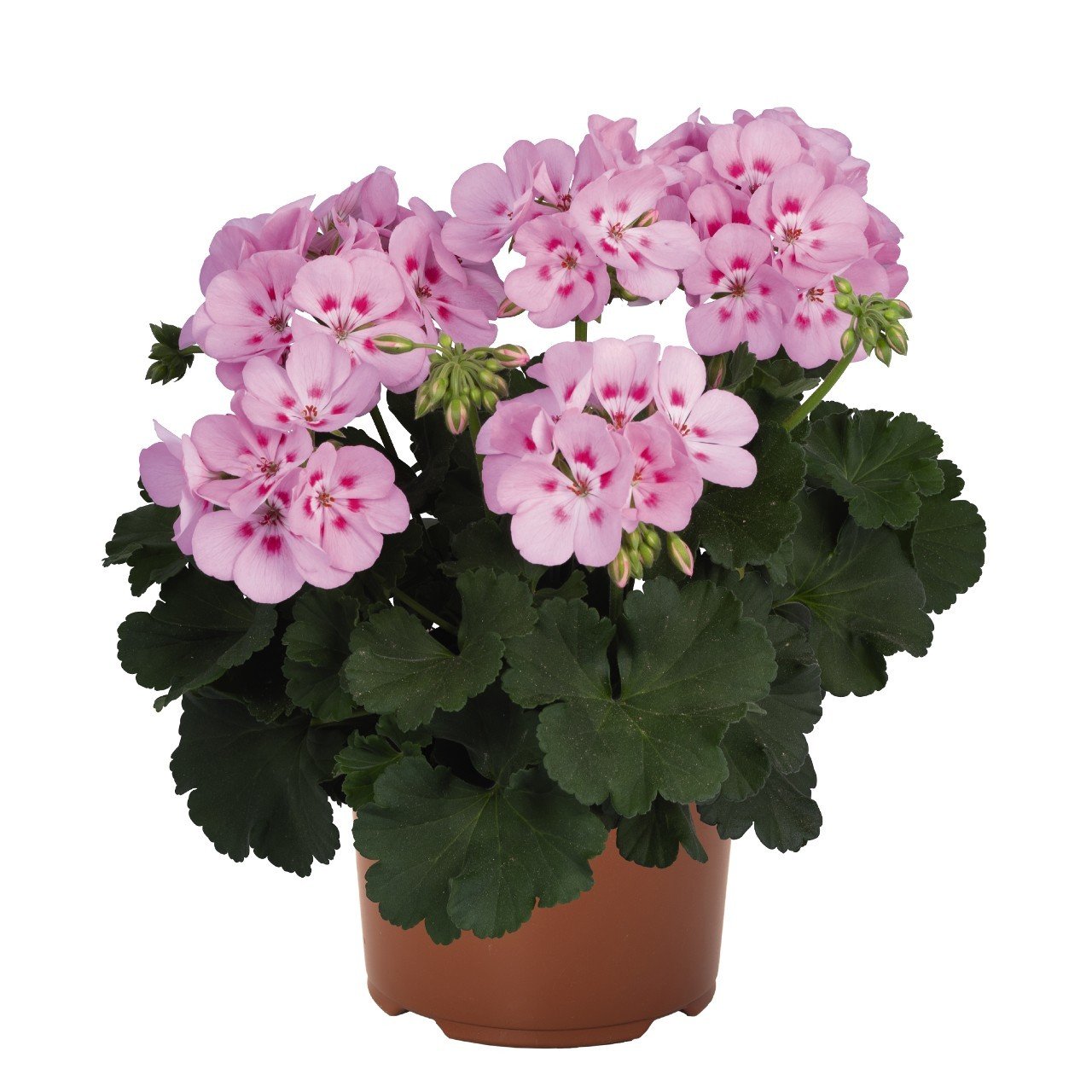 Tickled pembe sardunya fidesi survivor pelargonium