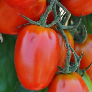 Roma domates tohumu geleneksel rome tomato heirloom seeds