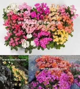 Lewisia fidesi lewisia elise