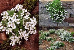 Gypsophila cerastioides yerörtücü jipsofila çiçeği fidesi