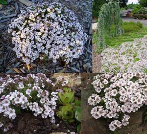 Gypsophila cerastioides yerörtücü jipsofila çiçeği fidesi