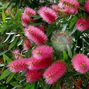 Eflatun kalistemon tohumu fırça çalısı callistemon violaceus