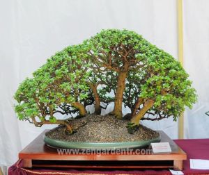 Portulaca afra bonsai sukulent bitki