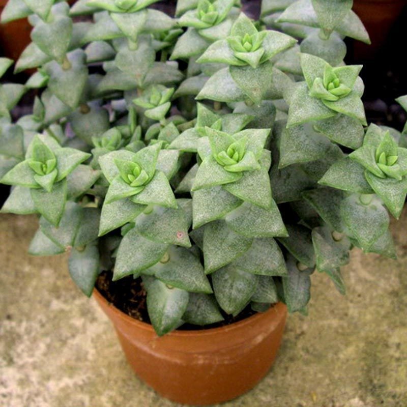 Crassula perforata sukulent bitki