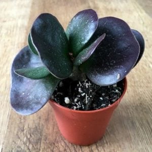 Adromischus trigynus burgundy sukulent bitki