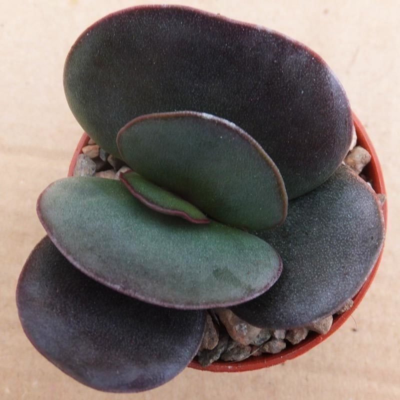 Adromischus trigynus burgundy sukulent bitki