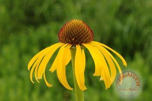 Sarı ekinezya tohumu echinacea paradoxa