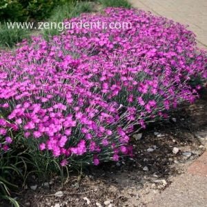 Kokulu karanfil tohumu dianthus cheddar pinks