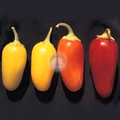 4 renkli jalapeno biberi tohumu orta acı chili jalapeno