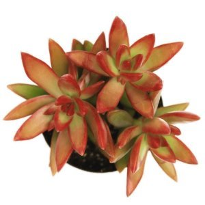 Sedum nussbaumerianum copper stonecrop damkoruğu