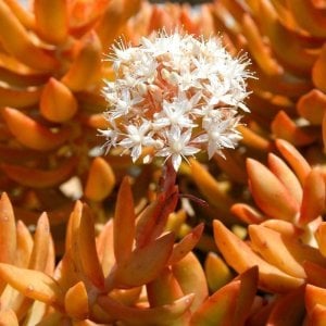 Sedum nussbaumerianum copper stonecrop damkoruğu