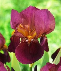 Ambassadeur iris çiçek soğanı süsen germanica