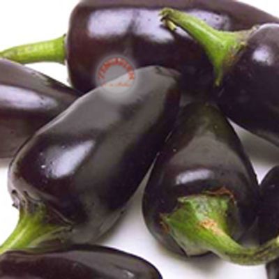 Mor jalapeno biberi tohumu chipotles purple jalapeno
