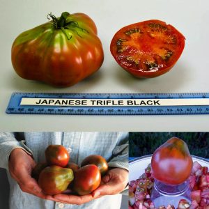 Siyah truffle domates tohumu geleneksel Japon japanese black trifele