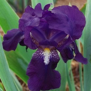 Blue staccato iris süsen çiçeği soğanı saksılı