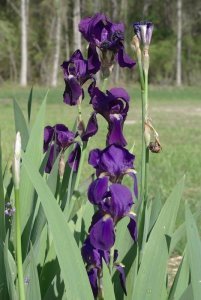 Blue staccato iris süsen çiçeği soğanı saksılı