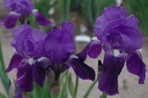 Blue staccato iris süsen çiçeği soğanı saksılı