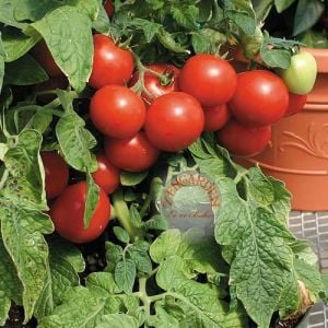 Totem gerçek saksı domates tohumu totem tomato seeds oturak tipi