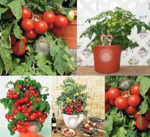 Totem gerçek saksı domates tohumu totem tomato seeds oturak tipi