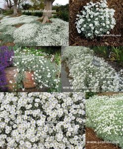 Yer örtücü cerastium tomentosa fidesi