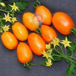 Turuncu salkım domates tohumu orange banana tomato seeds