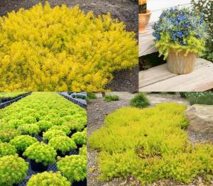 Altın sedum rupestre angelina golden sedum