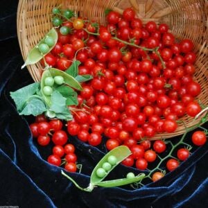 Minyatür bezelye domates tohumu geleneksel sweet pea currant tomato