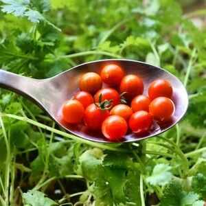 Minyatür bezelye domates tohumu geleneksel sweet pea currant tomato