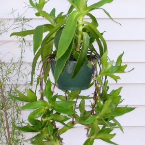 Callisia fragrans bitkisi tradescantia fragrans