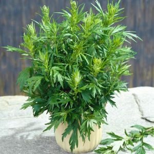 Şifalı miskotu ayvadana tohumu artemisia vulgaris mugwort