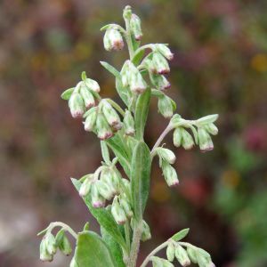 Şifalı miskotu ayvadana tohumu artemisia vulgaris mugwort