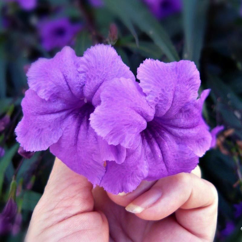 Mavi ruellia Meksika petunyası çiçeği fidanı
