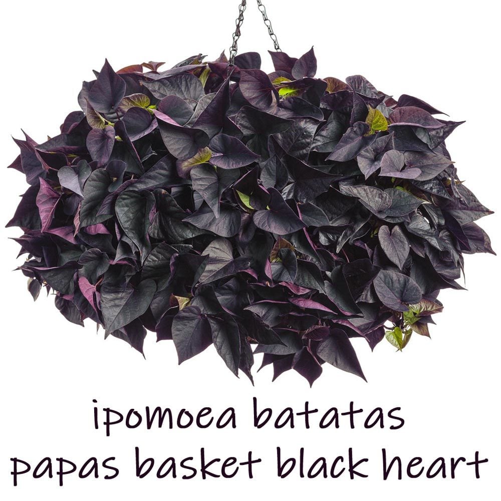 Siyah kalp yapraklı ipomoea batatas fidesi basket black heart