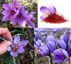 Gerçek safran soğanı crocus sativus