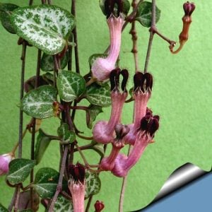 Kalp kalbe karşı çiçeği sukulent bitki Ceropegia woodii