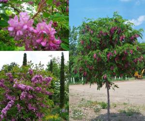 Pembe çiçekli akasya ağacı fidanı robinia hispida