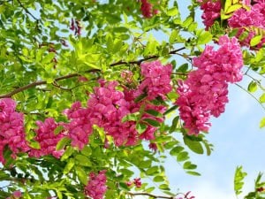 Pembe çiçekli akasya ağacı fidanı robinia hispida