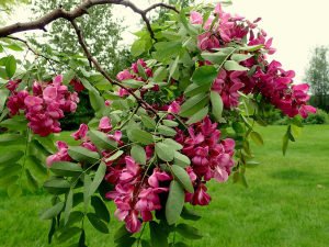 Pembe çiçekli akasya ağacı fidanı robinia hispida