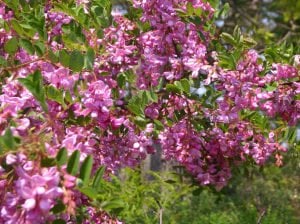 Pembe çiçekli akasya ağacı fidanı robinia hispida