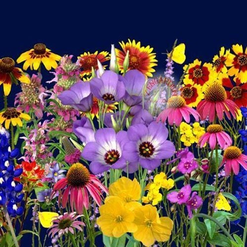 Kokulu çiçekler tohum karışımı 47 tür 70 varyete