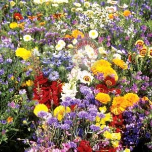 Kokulu çiçekler tohum karışımı 47 tür 70 varyete