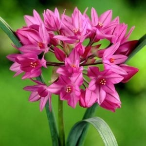 Allium oreophilum soğanı 10 adet