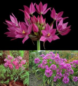 Allium oreophilum soğanı 10 adet