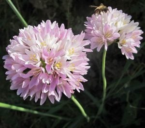 Allium roseum soğanı 10 adet